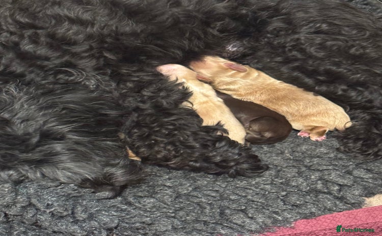 Shihpoo dogs - Advert 3