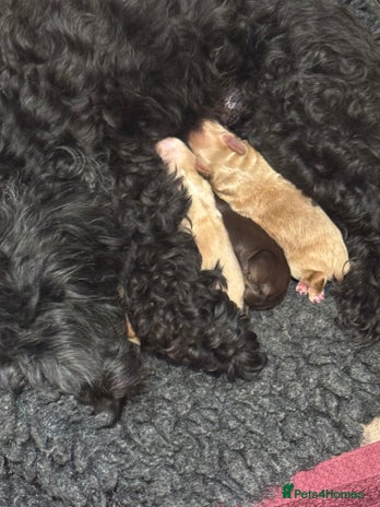 Shihpoo dogs - Advert 3