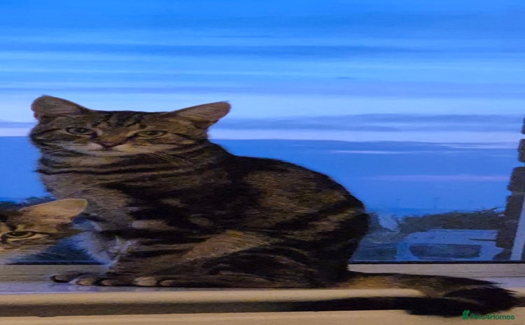 Mixed Breed cats - Advert 11