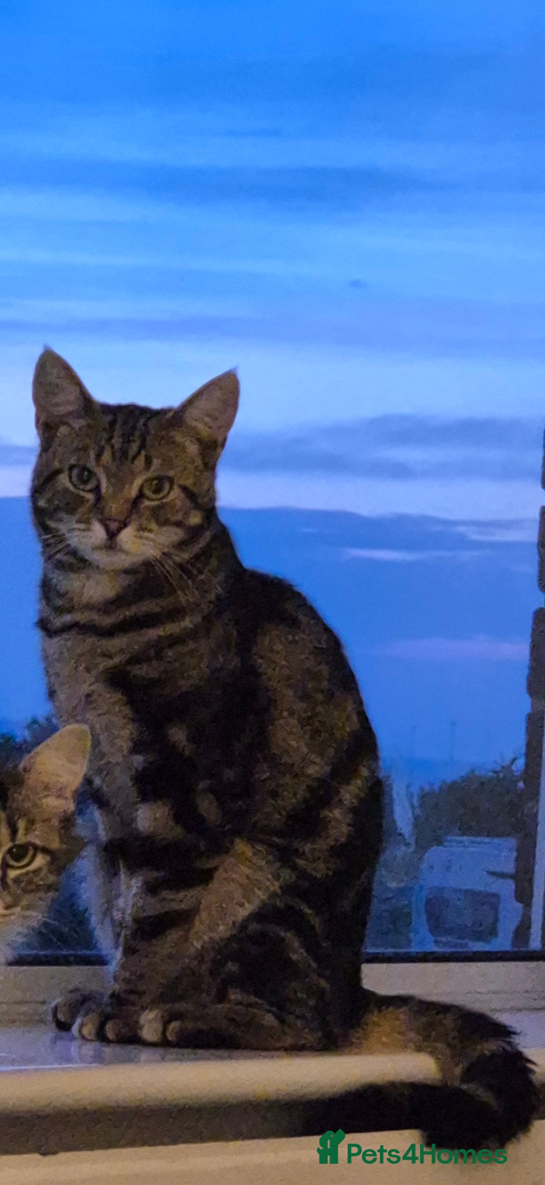 Mixed Breed cats for sale: Male cat  - Image 1
