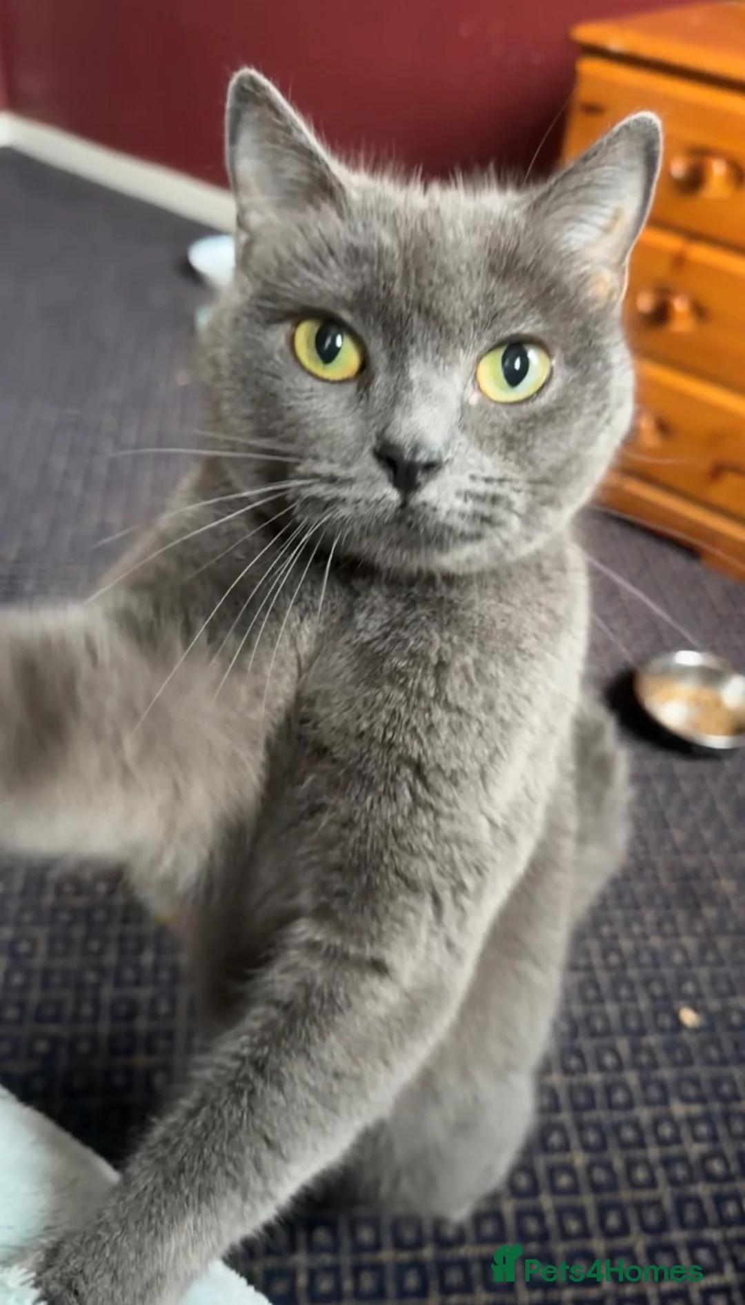 British Shorthair cats for sale: Beautiful Leia looking for her forever home! in Glenrothes - Advert 1