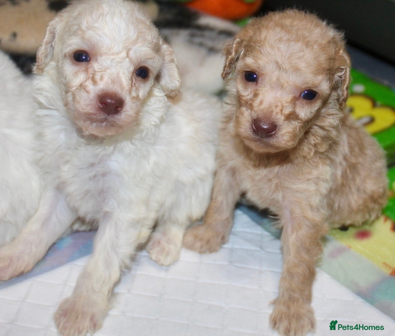 Cockapoo dogs Child friendly cockapoo puppies ready March - Advert 5