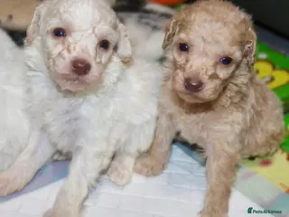 Cockapoo dogs Child friendly cockapoo puppies ready March - Advert 5