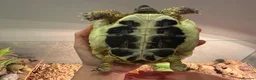 Hermann Tortoise reptiles for sale: Herman Tortoise looking for a new loving home in Southampton - Advert 8