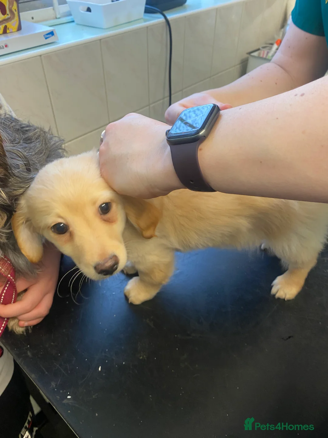 Mixed Breed dogs for sale: Daxie-CHON PUPPIES FOR SALE - Advert 30