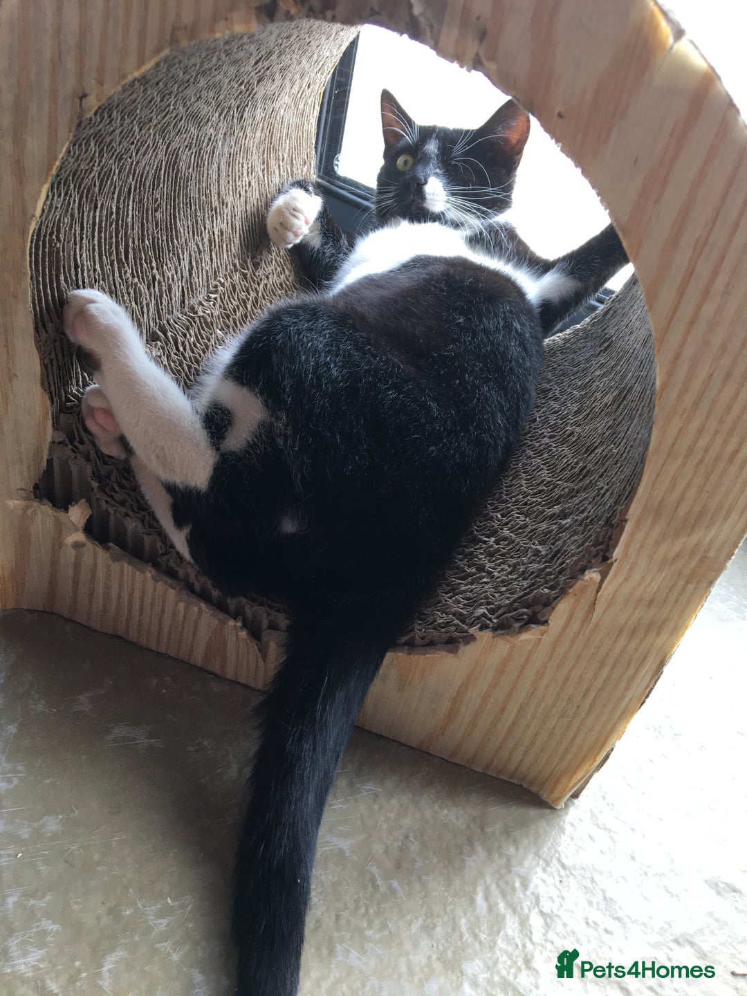 Domestic Shorthair cats for sale: Heart breaking decision  - Image 13