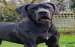 Great Dane dogs for stud: KC REG - health tested - Well proven in Wisbech - Image 5