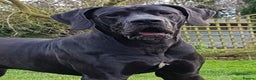 Great Dane dogs for stud: KC REG - health tested - Well proven in Wisbech - Advert 5