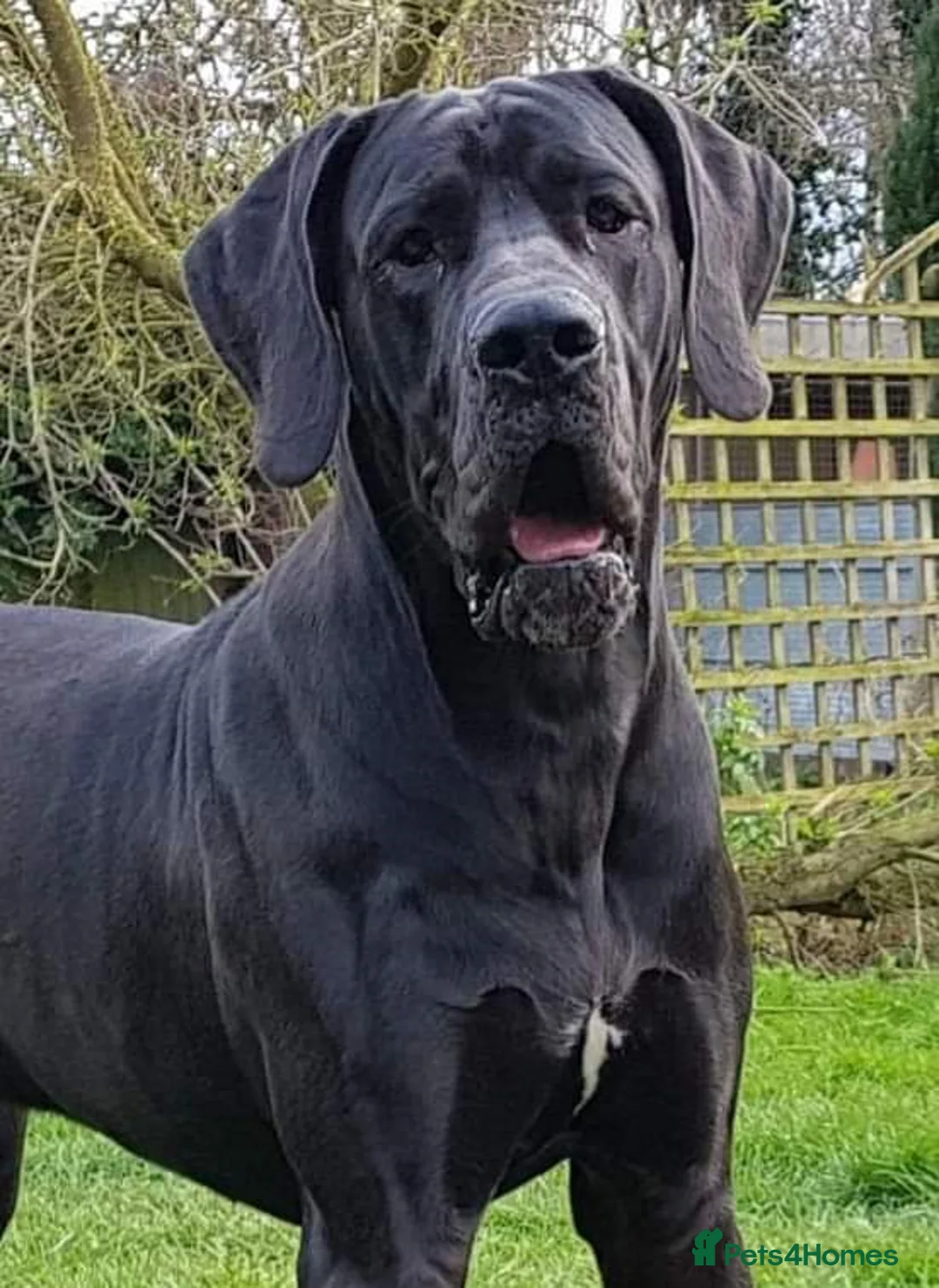 Great Dane dogs for stud: KC REG - health tested - Well proven in Wisbech - Advert 5