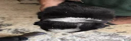 Border Collie dogs for sale: Rough coated black and white border collies pups - Advert 10