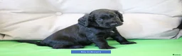 Cocker Spaniel dogs for sale: Health Tested Cocker Spaniel Puppies - Advert 6