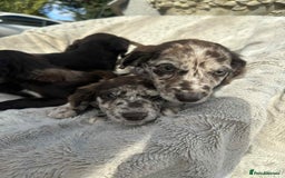 Mixed Breed dogs for sale: Cocker spaniel  - Advert 3