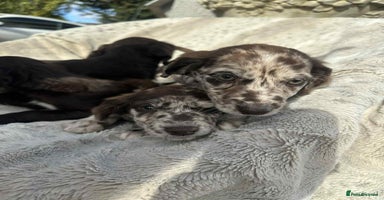 Mixed Breed dogs - Advert 7