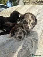 Mixed Breed dogs - Advert 7