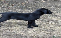 Labrador Retriever dogs for sale:  labrador retriever pups - Image 40