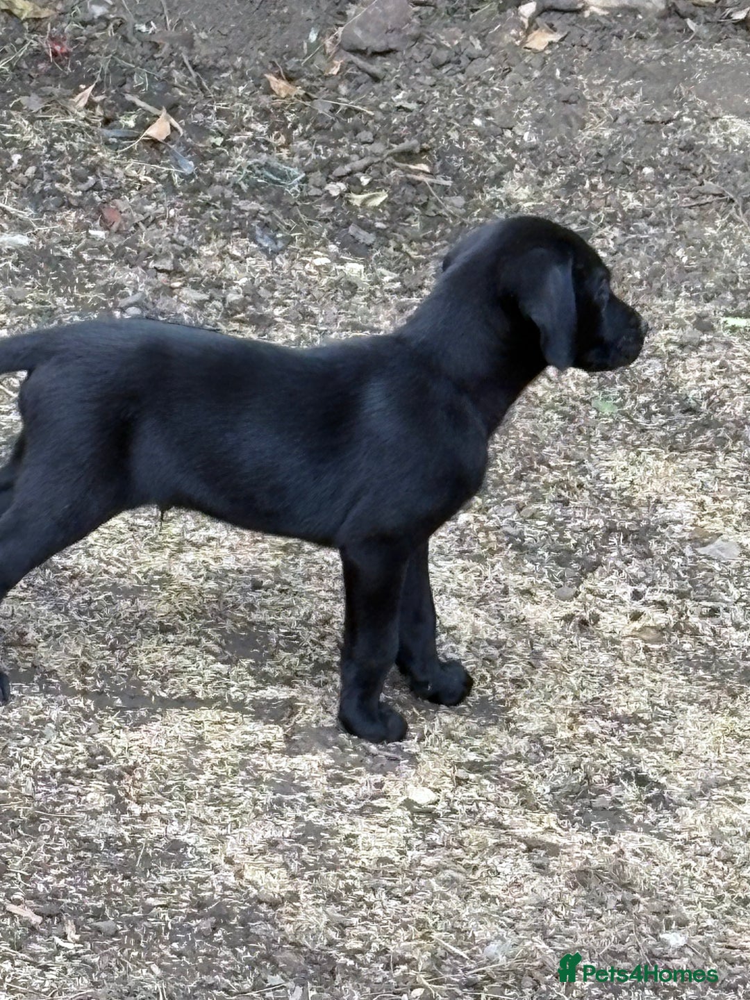 Labrador Retriever dogs for sale:  labrador retriever pups - Image 40