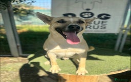 Mixed Breed dogs for adoption: COOPER - 2 Years Old, Mixed Breed Boy - Image 11