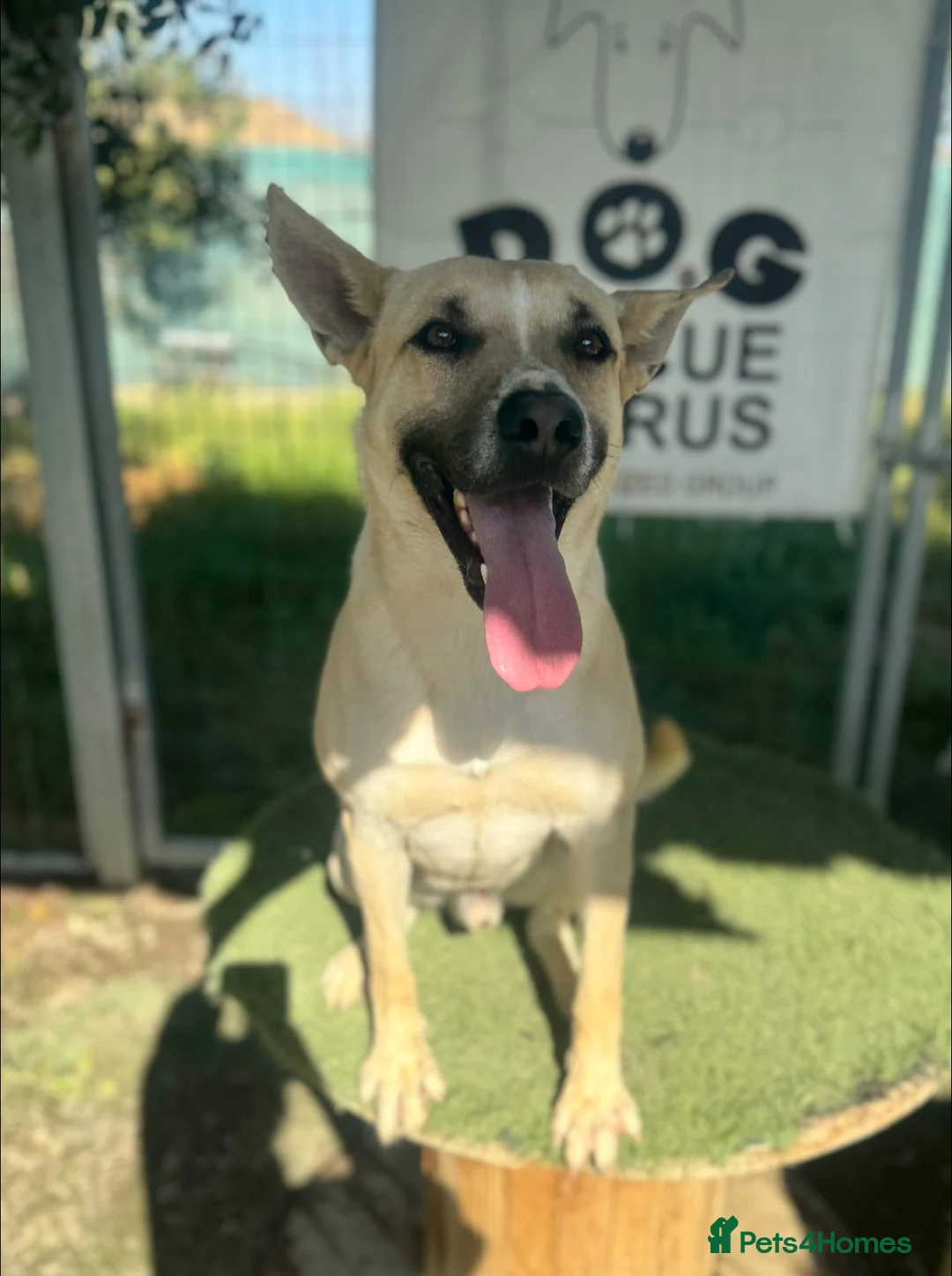 Mixed Breed dogs for adoption: COOPER - 2 Years Old, Mixed Breed Boy - Advert 11