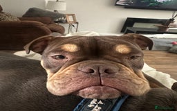 Olde English Bulldogge dogs for sale: Baby D - 11 Months Old  - Image 3