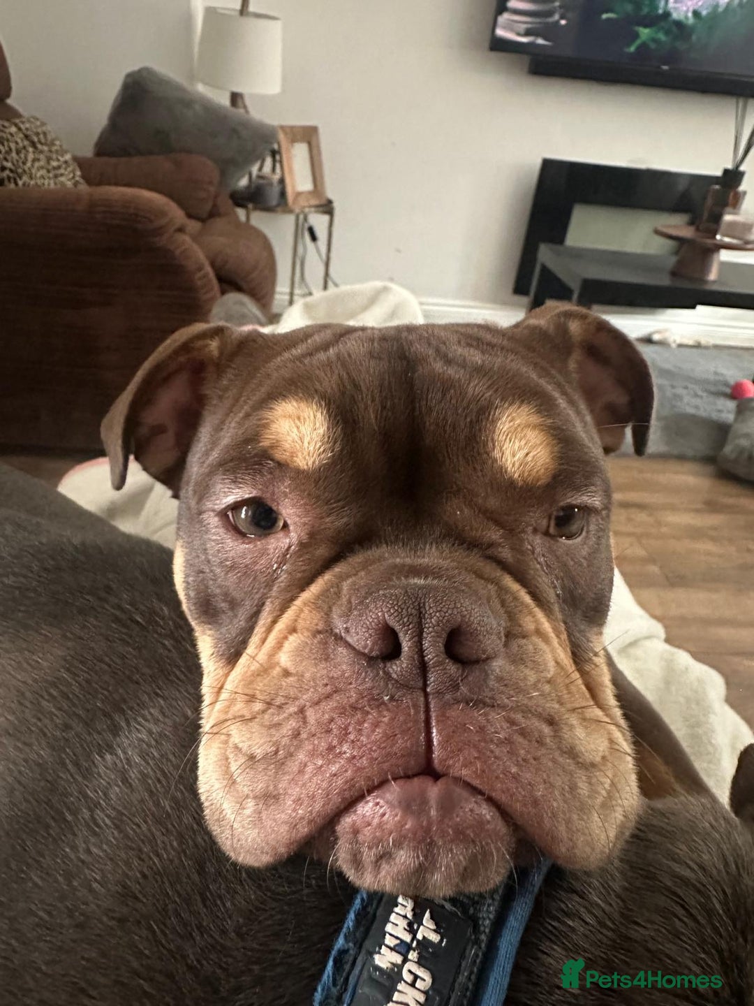 Olde English Bulldogge dogs for sale: Baby D - 11 Months Old  - Image 3
