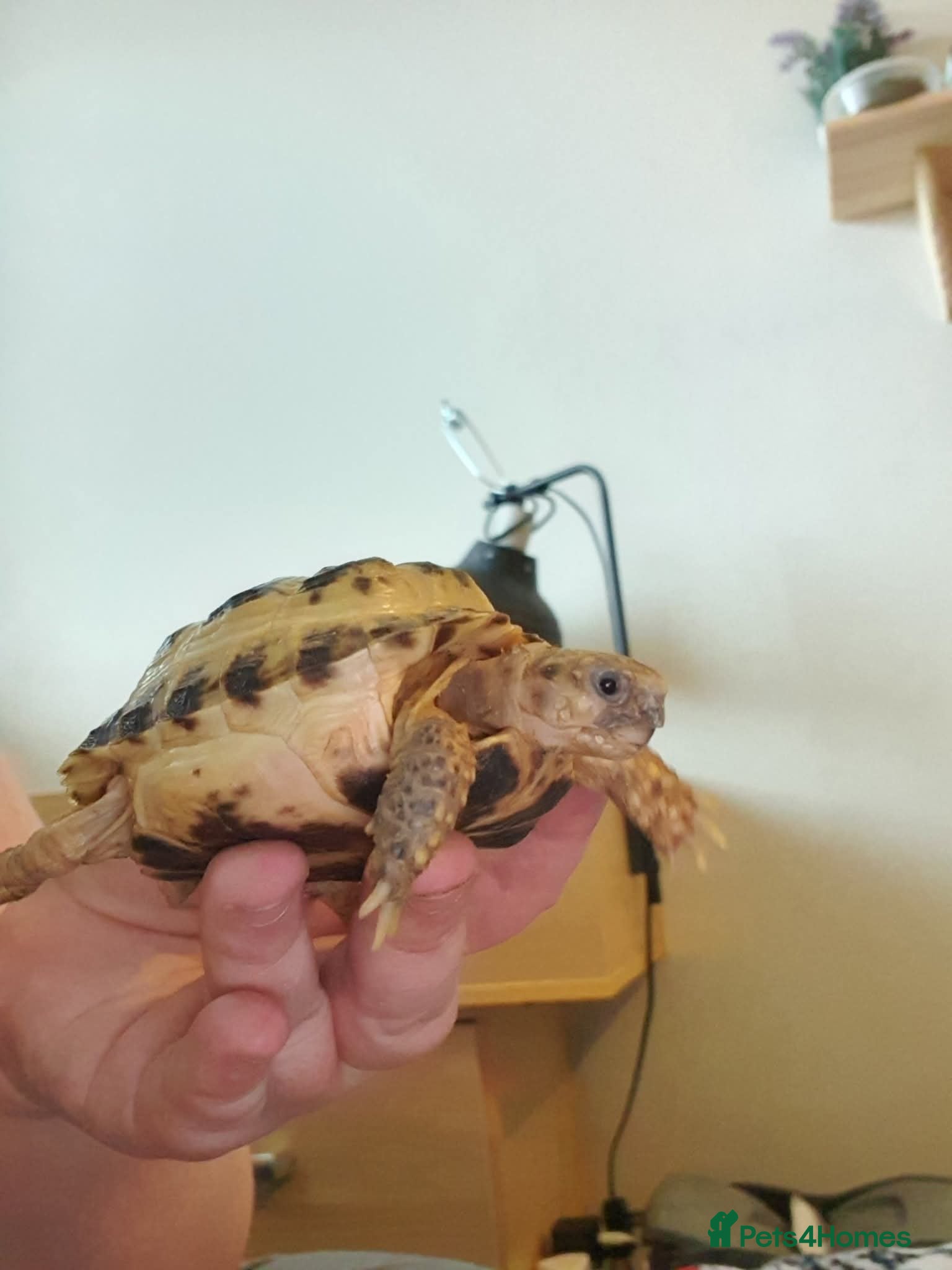 Tortoise reptiles Horsefiled tortoise and full set up  - Advert 1