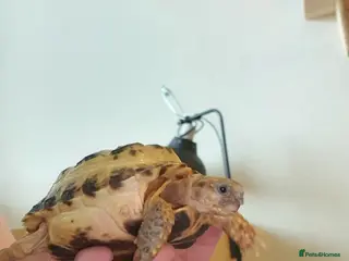 Tortoise reptiles Horsefiled tortoise and full set up - Advert 11