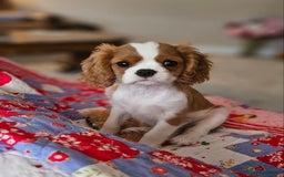 Cavalier King Charles Spaniel dogs for sale: Our Babies King Charles Puppies Ready❤️ - Image 6