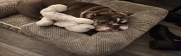English Bulldog dogs for sale: Peppa - Advert 6