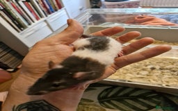 Rat rodents for sale: 4 beautiful Male Rats - Image 12