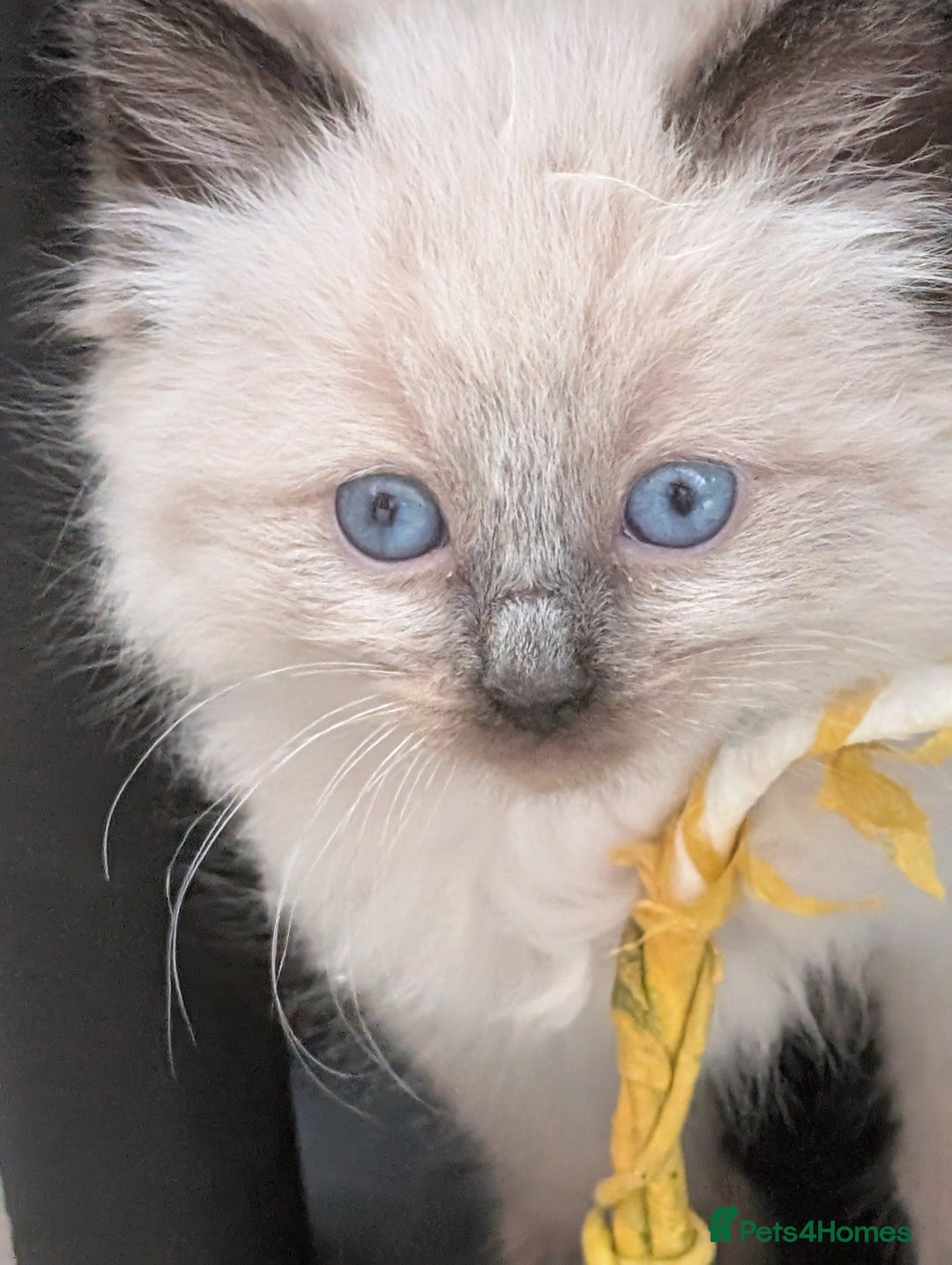 Ragdoll cats for sale: Ragdoll - home reared kittens - Image 4