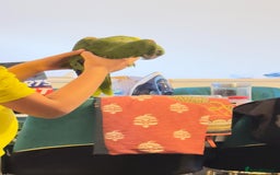 Parrots birds for sale: Yellow Naped Amazon  - Image 3