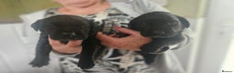 Labrador Retriever dogs for sale: Black labrador puppies - Advert 3
