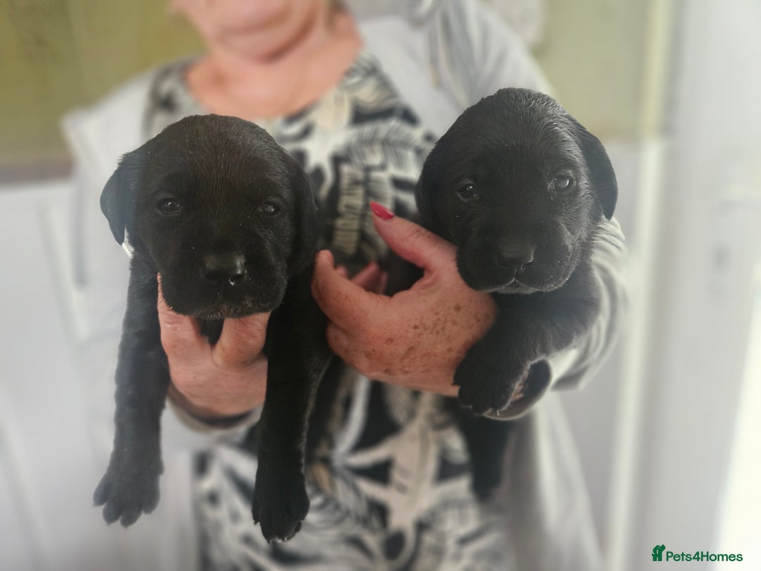 Labrador Retriever dogs for sale: Black labrador puppies - Advert 3