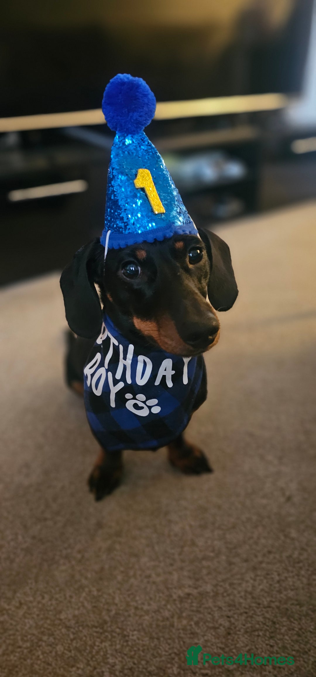 Miniature Dachshund dogs for stud: Miniature Dacshund STUD -FULLY HEALTH & DNA TESTED - Image 17