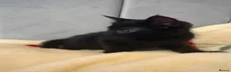 Mixed Breed cats for sale: 2 black female kittens ready now  - Advert 10