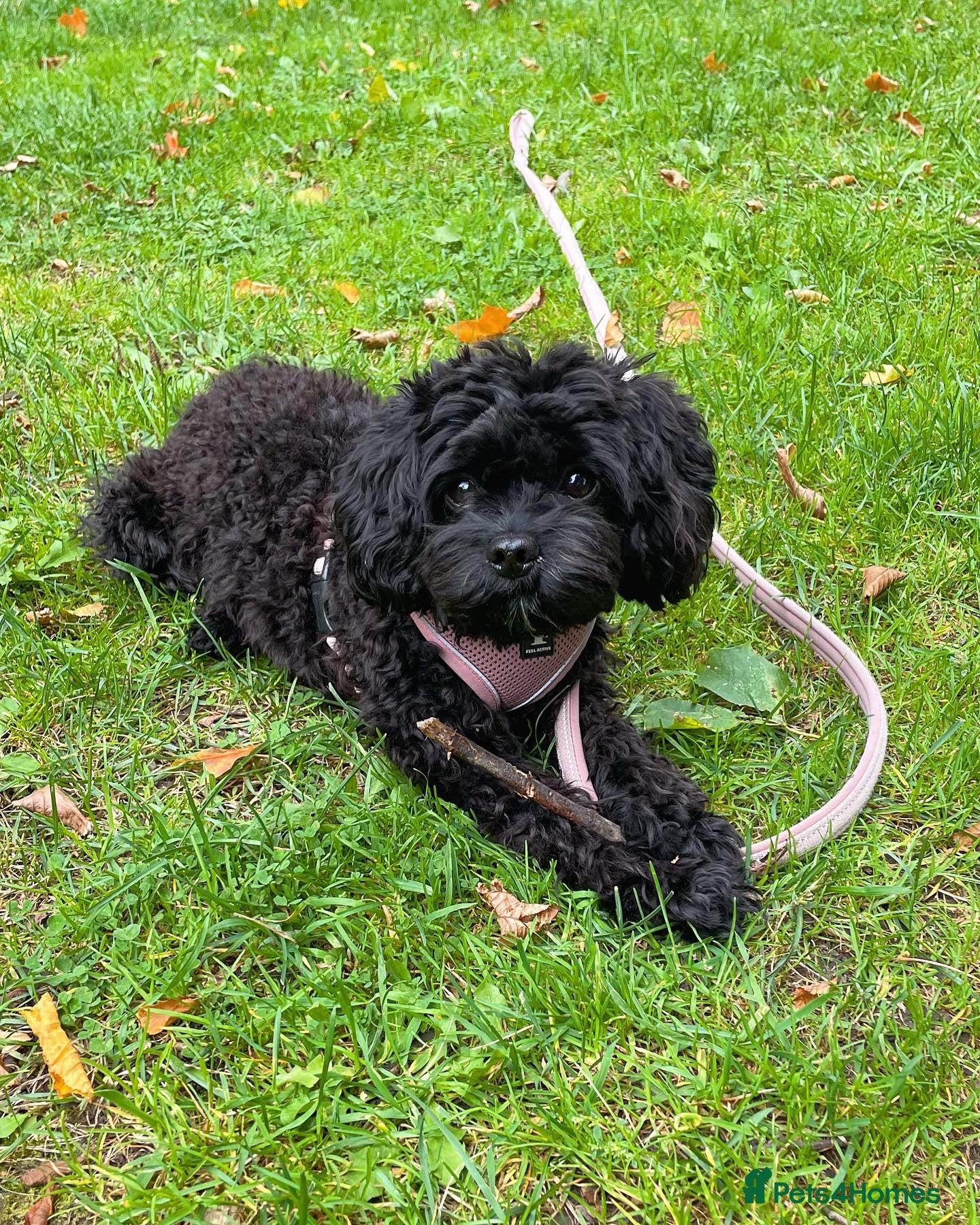 Cavapoo dogs Black female Cavapoo Puppy - Advert 12