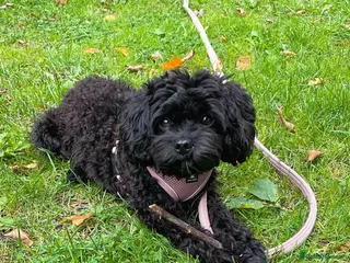 Cavapoo dogs Black female Cavapoo Puppy - Advert 16