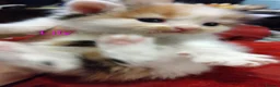 Siberian cats for sale: Adorable Siberian kittens - Advert 30