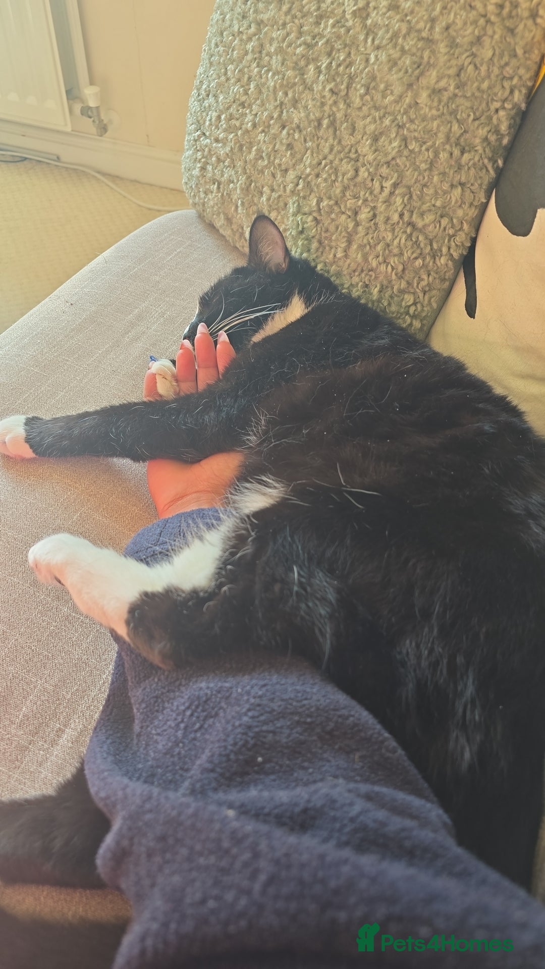 Domestic Shorthair cats for sale: Callie & Clive - Image 7