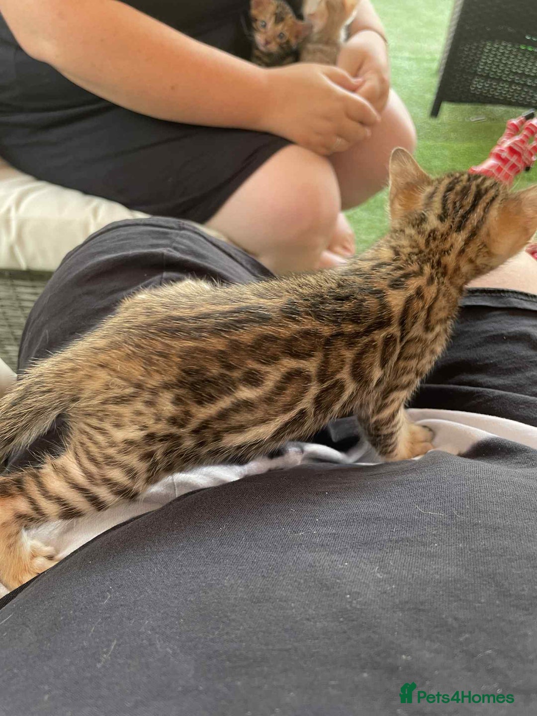 Bengal cats for sale: Bengal boy ready for reservation  - Image 5