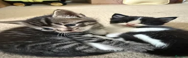 Figaro
