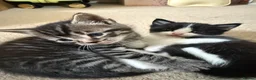 Mixed Breed cats for sale: Kittens in Sheerness - Advert 7