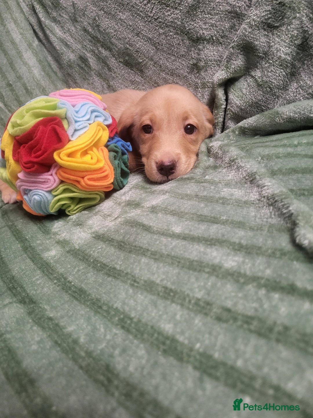 Labrador Retriever dogs for sale: KC registered labrador puppies - Advert 6