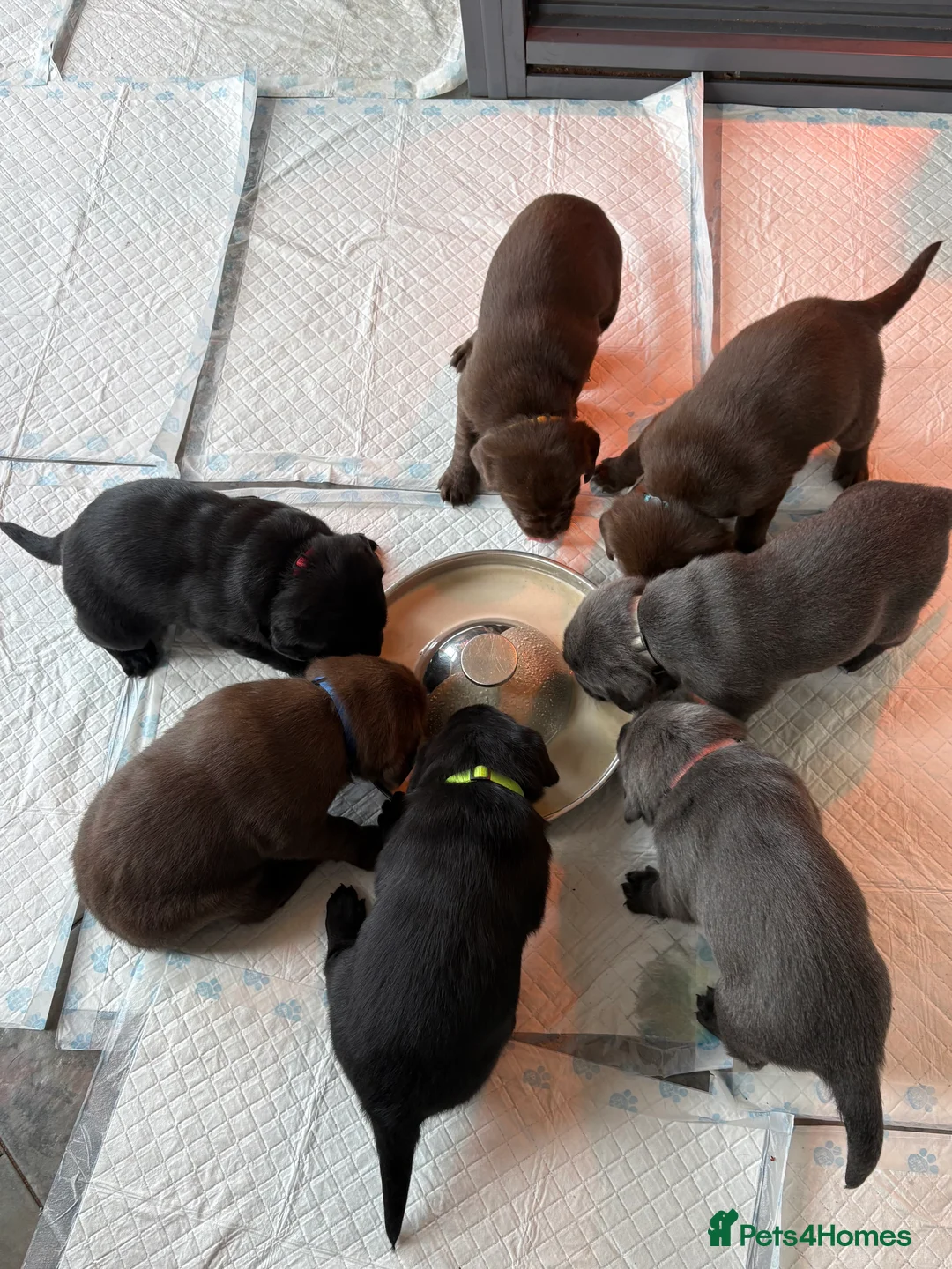 Labrador Retriever dogs for sale: Gorgeous KC, Charcoal, Chocolate and Black Labs - Advert 6