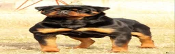 Rottweiler dogs for sale: 🤩 Elite Level XXL Rottweiler puppies 🤩 - Advert 22