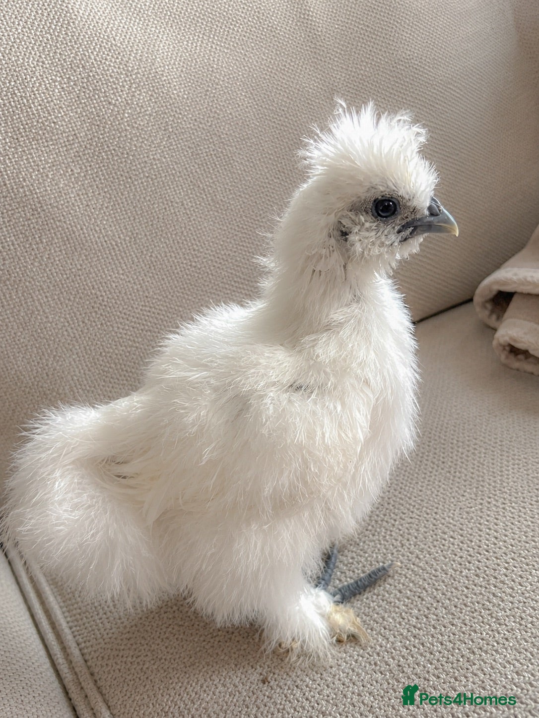 Chickens poultry Two UNSEXED fluffy hand reared silkies for sale!  - Advert 1