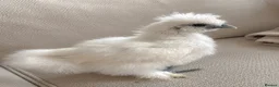 Chickens poultry for sale: Two UNSEXED fluffy hand reared silkies for sale!  - Advert 1