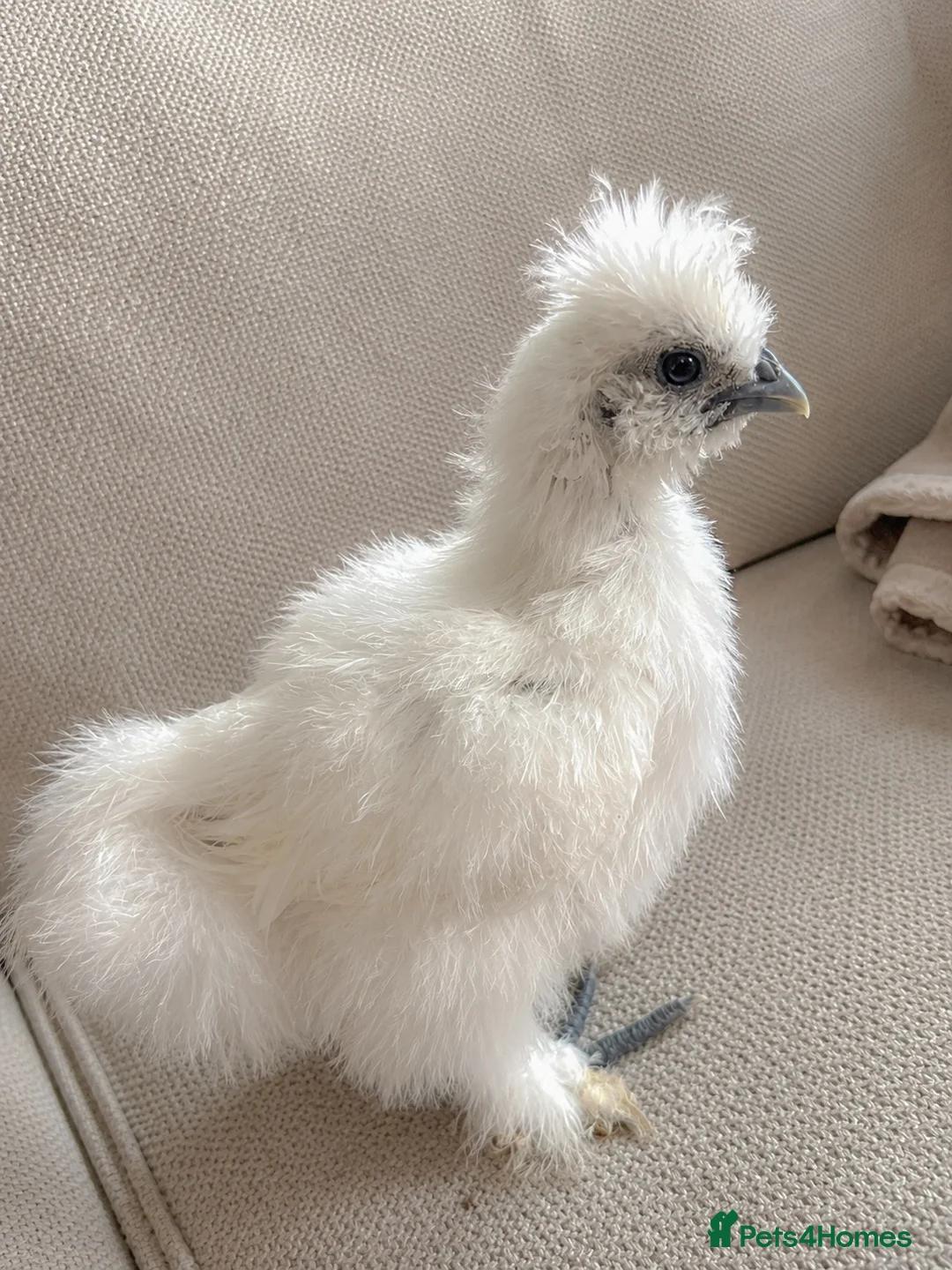 Chickens poultry for sale: Two UNSEXED fluffy hand reared silkies for sale!  - Advert 1