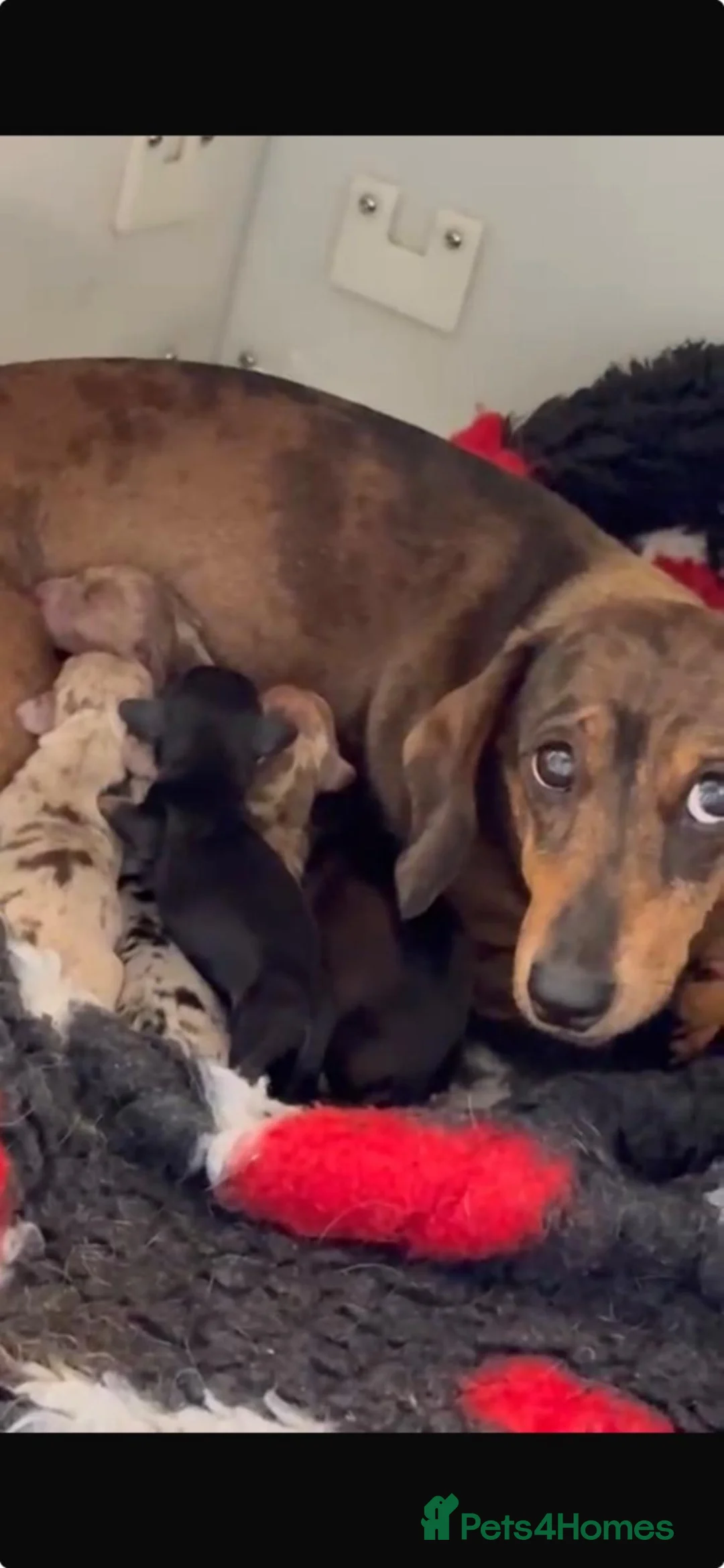 Miniature Dachshund dogs for sale: 🦖 🚀 TO INFINITY… AND A FOREVER HOME! 🚀  in Newcastle - Advert 2