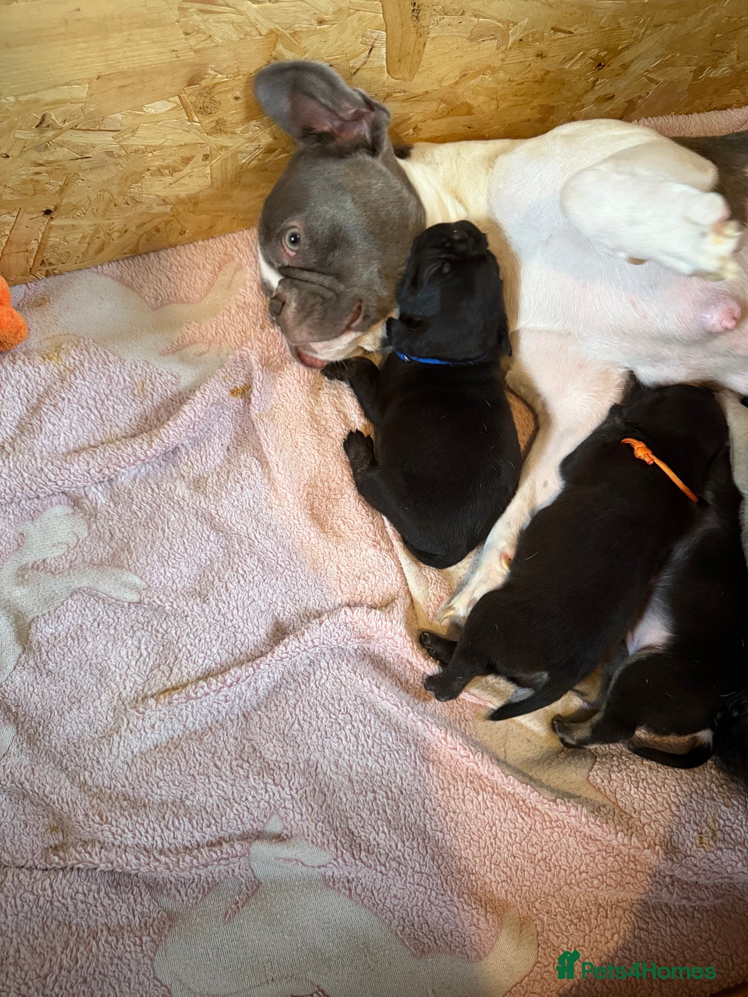 Frug dogs for sale: Puppies  - Image 4